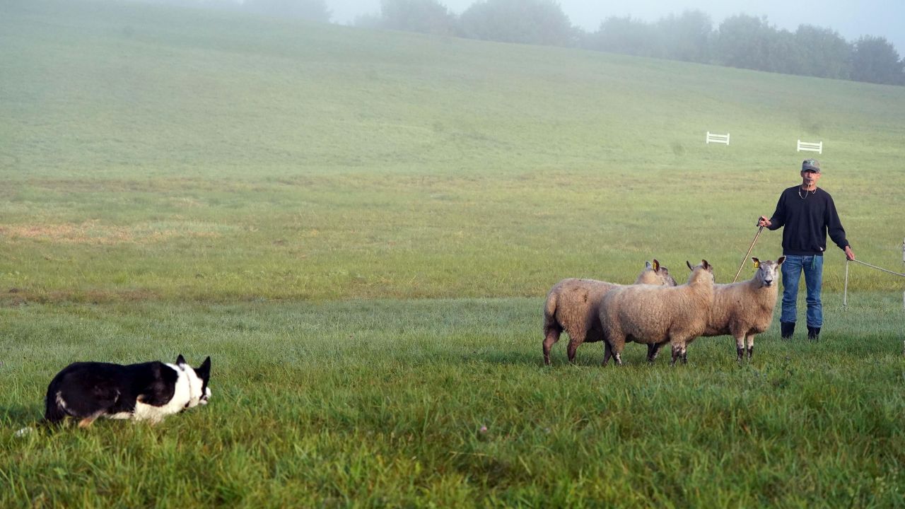 Learn how to train and
use your dog on livestock DSC00534.jpg