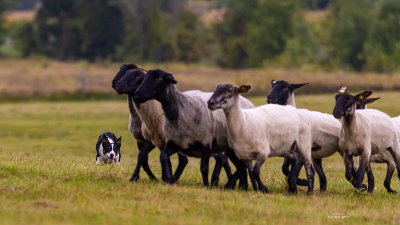 Support an organization that promotes
the Border Collie as a working dog Dot-1280x720.jpg