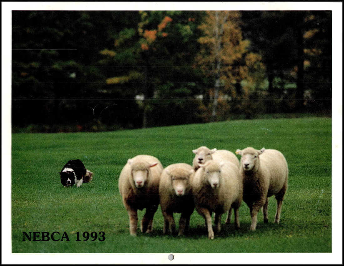 paused 1993-cov_1.jpg