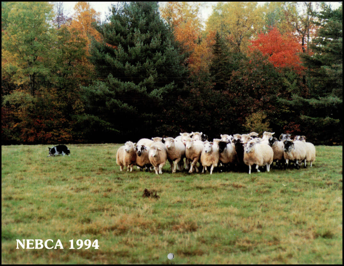 paused 1994-cov_1.jpg