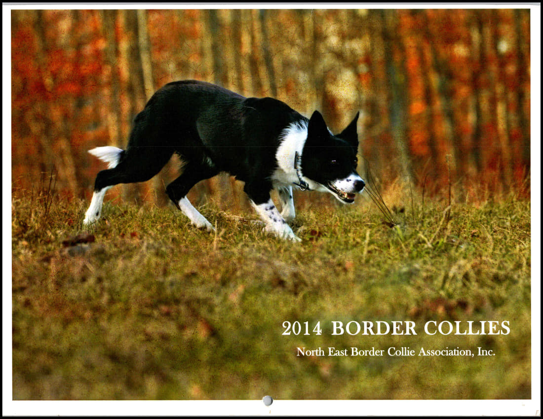 paused 2014-cov_1.jpg