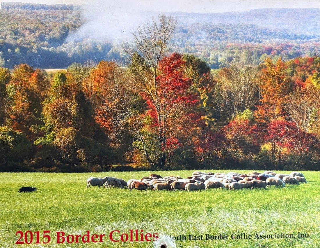 paused 2015-cov_1.jpg