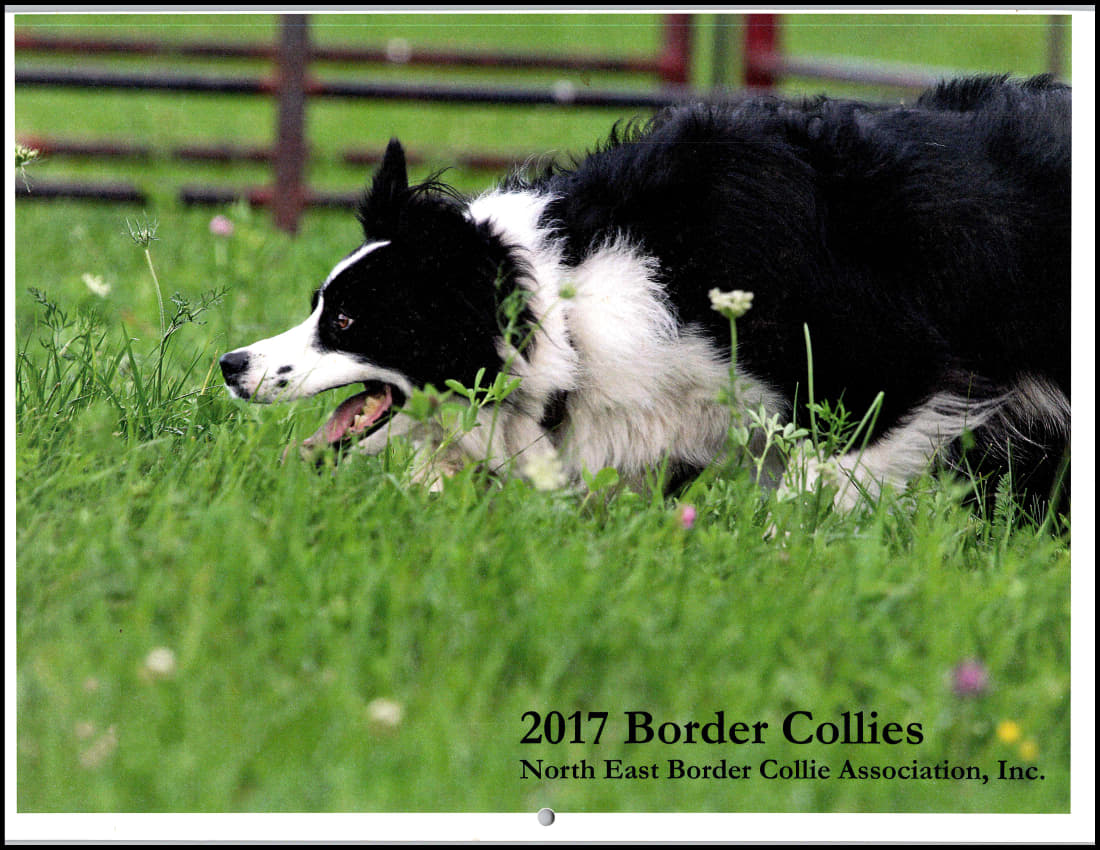 paused 2017-cov_1.jpg