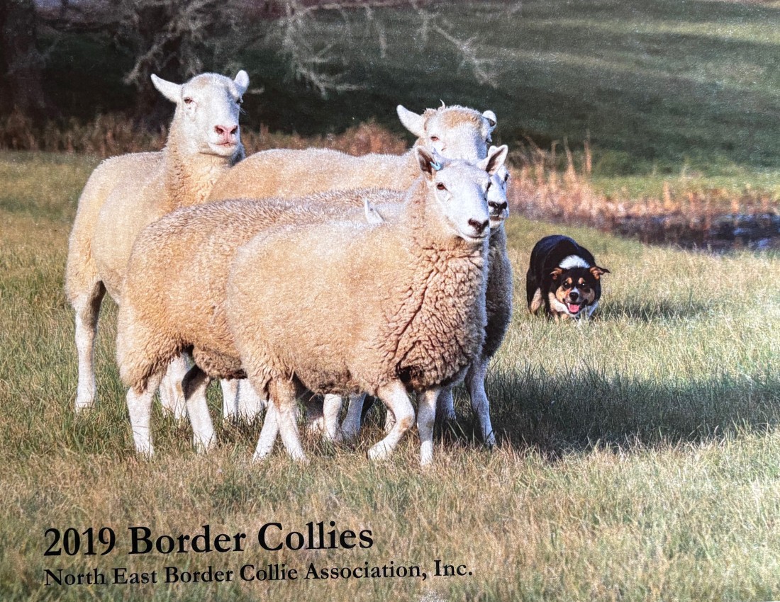 paused 2019-cov_1.jpg