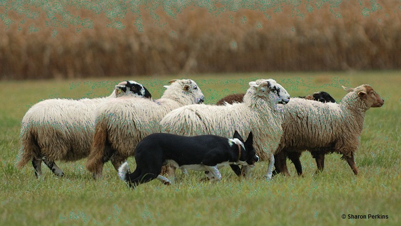 paused slider1-3.jpg