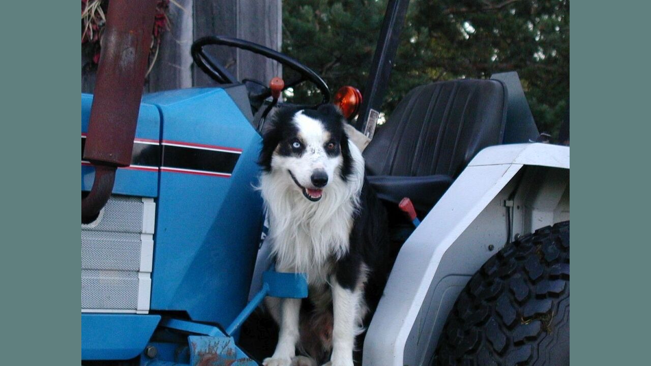 paused sweep2007.jpg