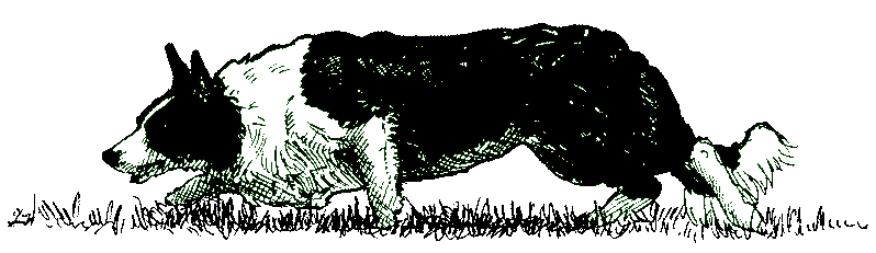 Northeast Border Collie Association